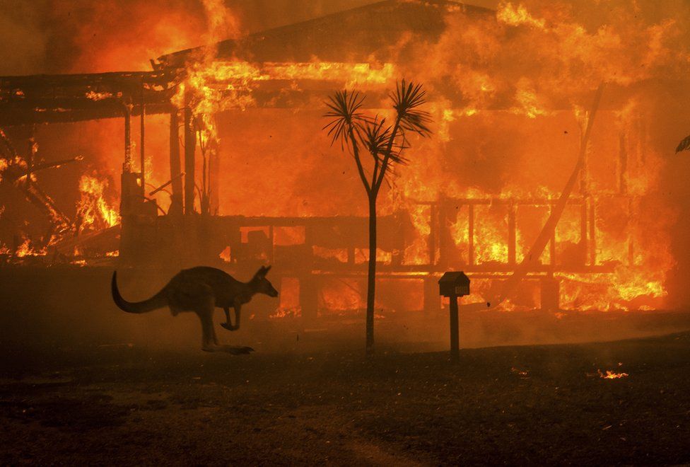 Incendiile şi animalele în anul 2021