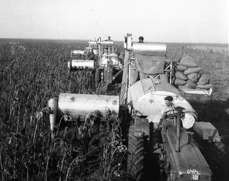 Agricultura din perioada comunistă și minunile ei