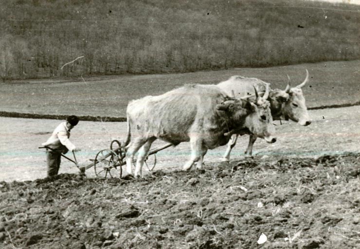 Agricultura României modernizată în anul 1941 cu tehnologie germană
